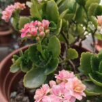 Kalanchoe zu Hause einfach vermehren?