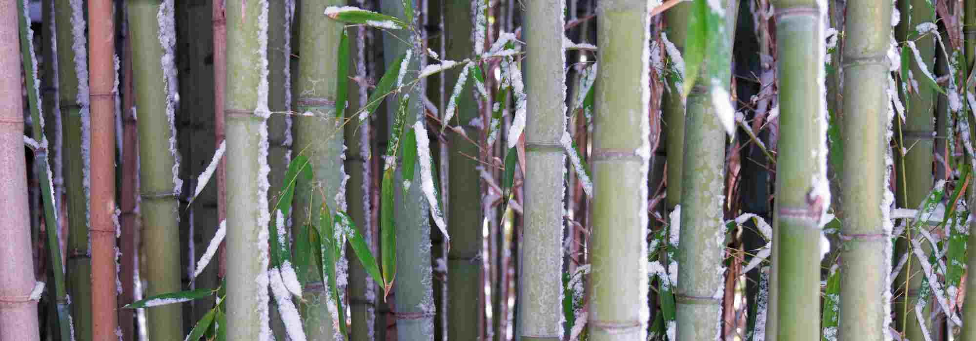 Bambus im Winter schützen: gegen Schnee und Frost