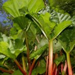 Rhabarber für den Garten auswählen?