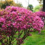 Loropetalum-Rückschnitt: Tipps für eine schöne Blüte