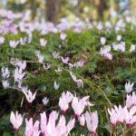 Frühblühende Stauden: Schnell aus dem Winter!