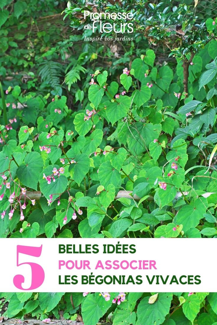 Begonia grandis