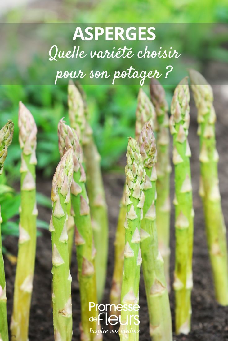 Spargel im Gemüsegarten