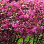 Welcher Riemenblüte für den Garten?
