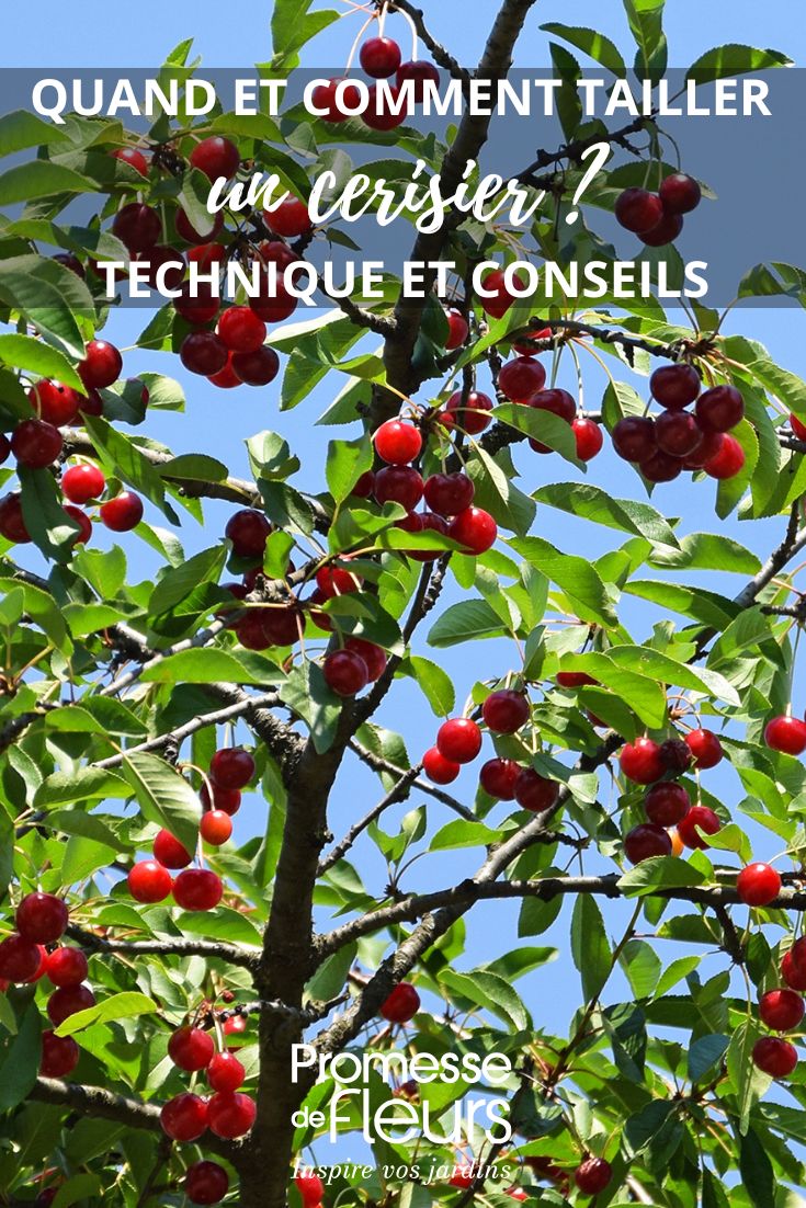 ein Kirschbaum