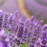 Lavendel und Gesundheit: Anbau und Wirkung