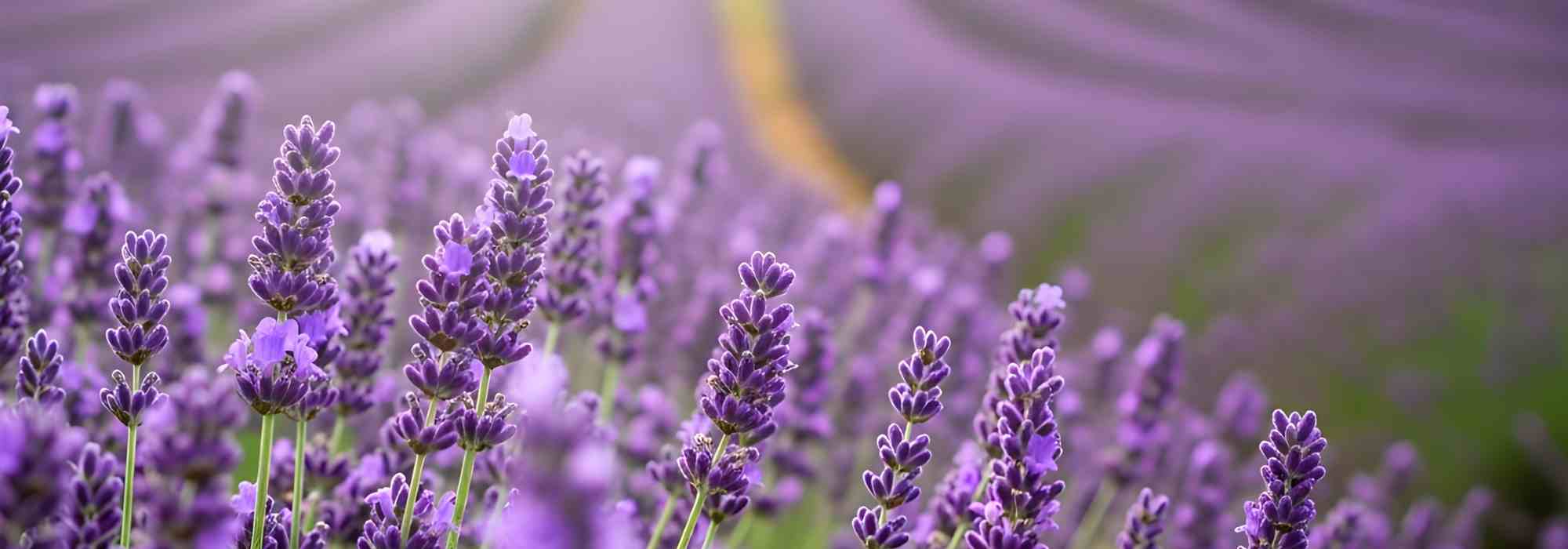 Lavendel und Gesundheit: Anbau und Wirkung