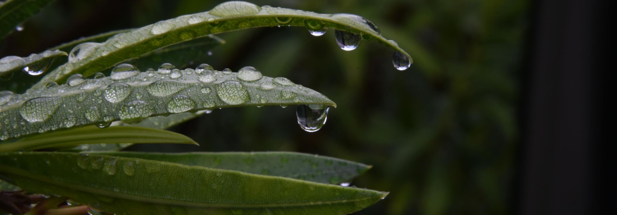 Nasser Frühling: Richtig pflanzen?