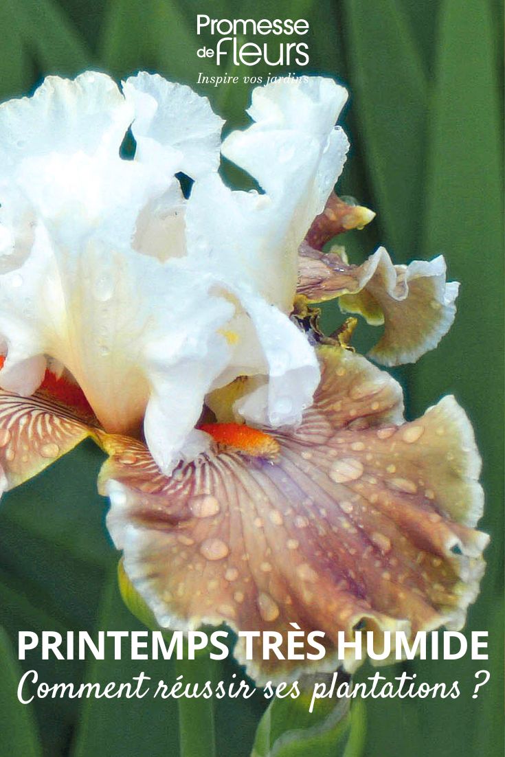 Regen auf einer Irisblüte