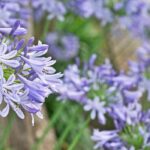 Welche Schmucklilien blühen am längsten?