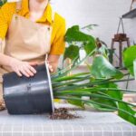 Große Zimmerpflanzen umtopfen, ohne sie zu beschädigen?