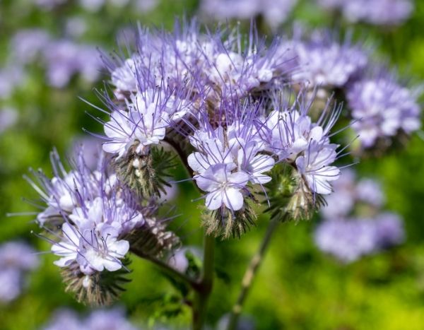 Phacélie im Garten richtig säen?