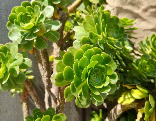 Aeonium vermehren?