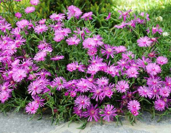 Delosperma vermehren?