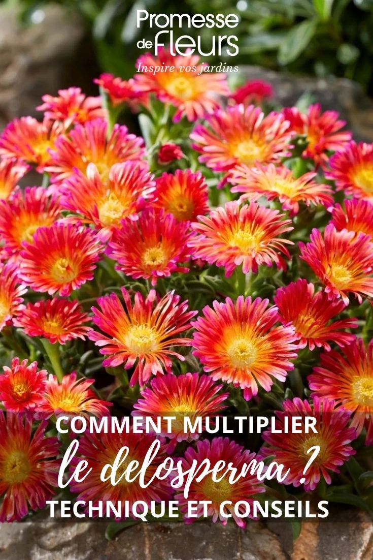 Blüten der Mittagsblume