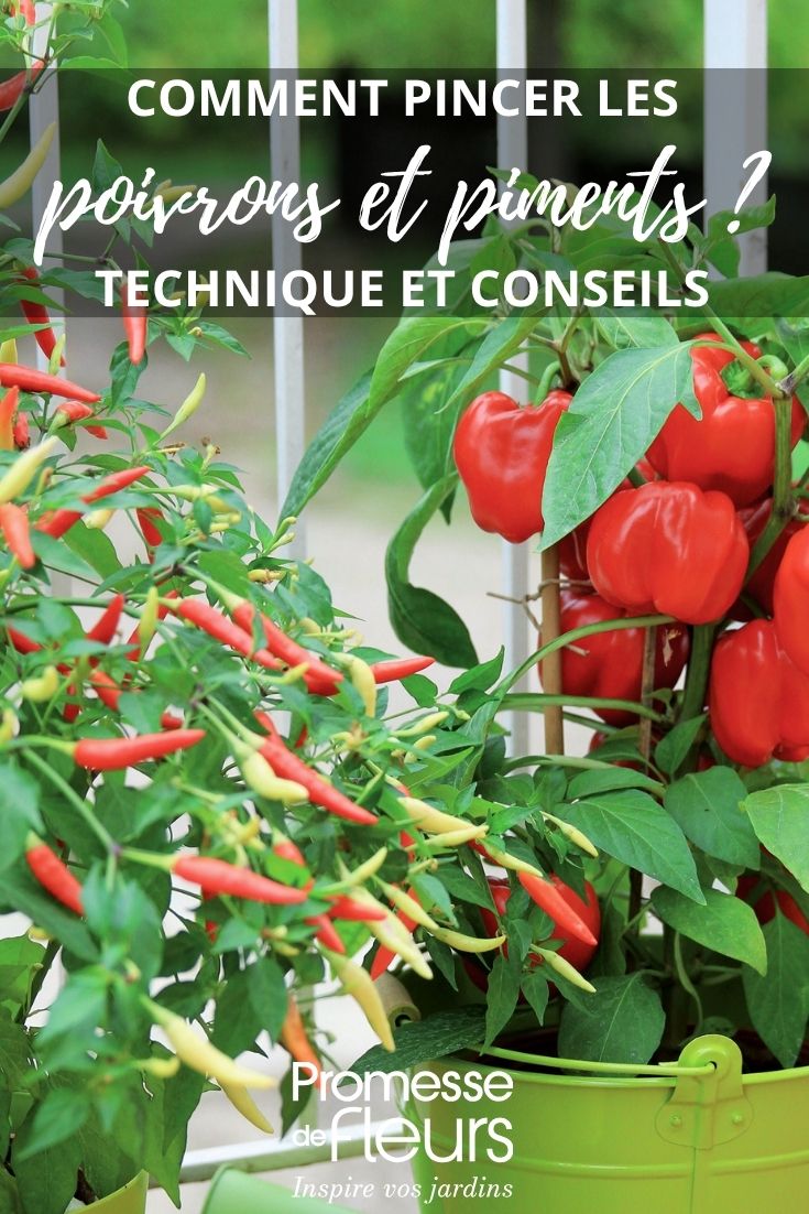 Chili und Paprika