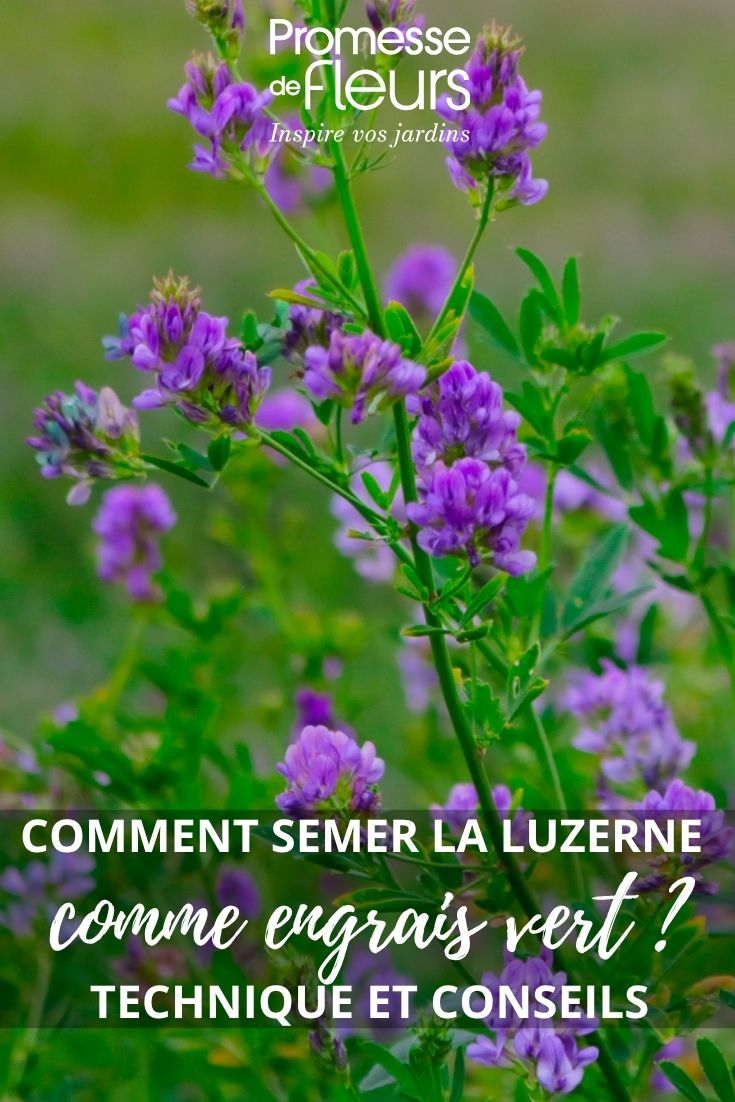 Luzerneblüte