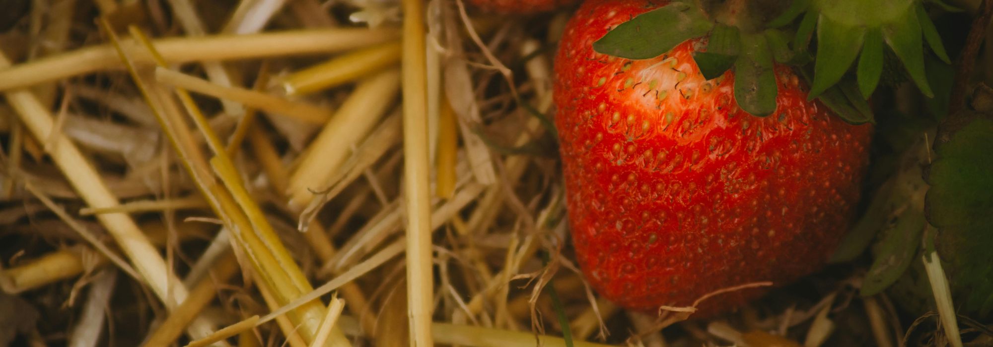 Stroh als Mulch: gute oder schlechte Idee?