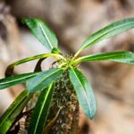Madagaskarpalme vermehren?
