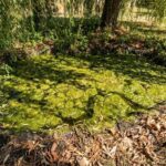 Gartenteichpflege: So machen Sie es falsch
