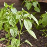 Paprika richtig pikieren: wann und wie