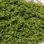Klebsame-Hecke pflanzen?