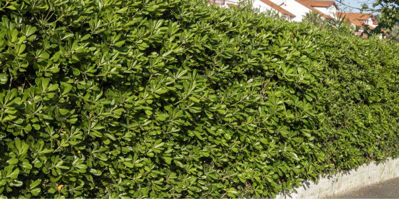Klebsame-Hecke pflanzen?
