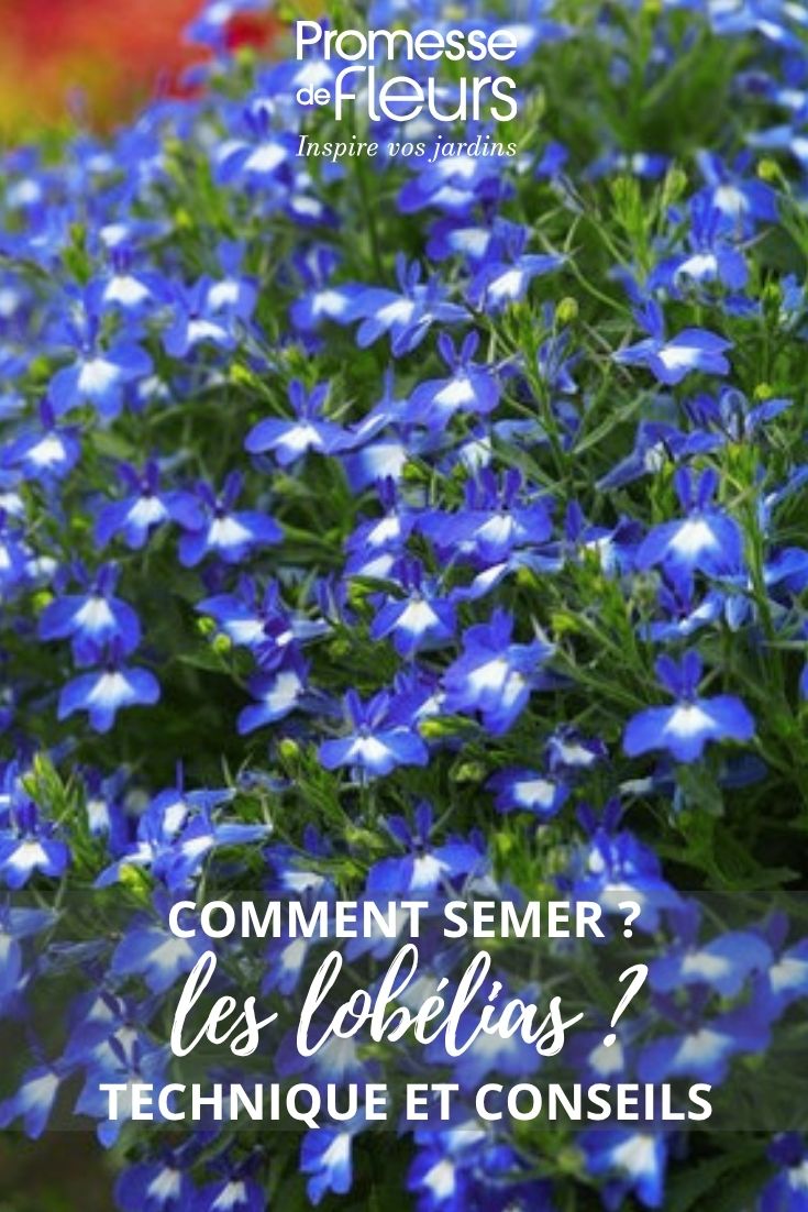 Lobelienblüten