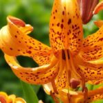 Botanische, wilde und anmutige Lilien entdecken