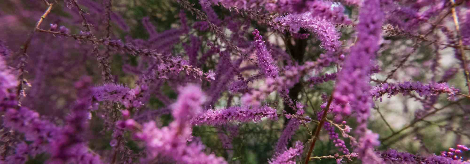 5 schöne Ideen für die Kombination mit Sommertamariske