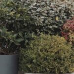 Mini-Sträucher im Topf: bewährt für Balkon & Terrasse