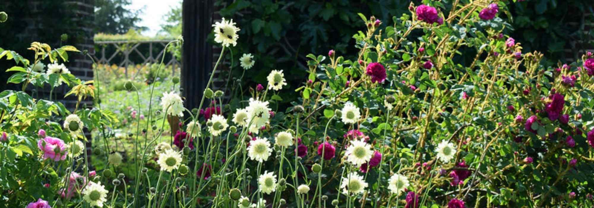 Hohe Stauden: unverzichtbare Gartenriesen