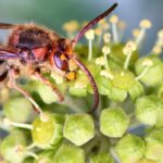 Hornissen: Diese Pflanzen und Früchte locken sie in den Garten