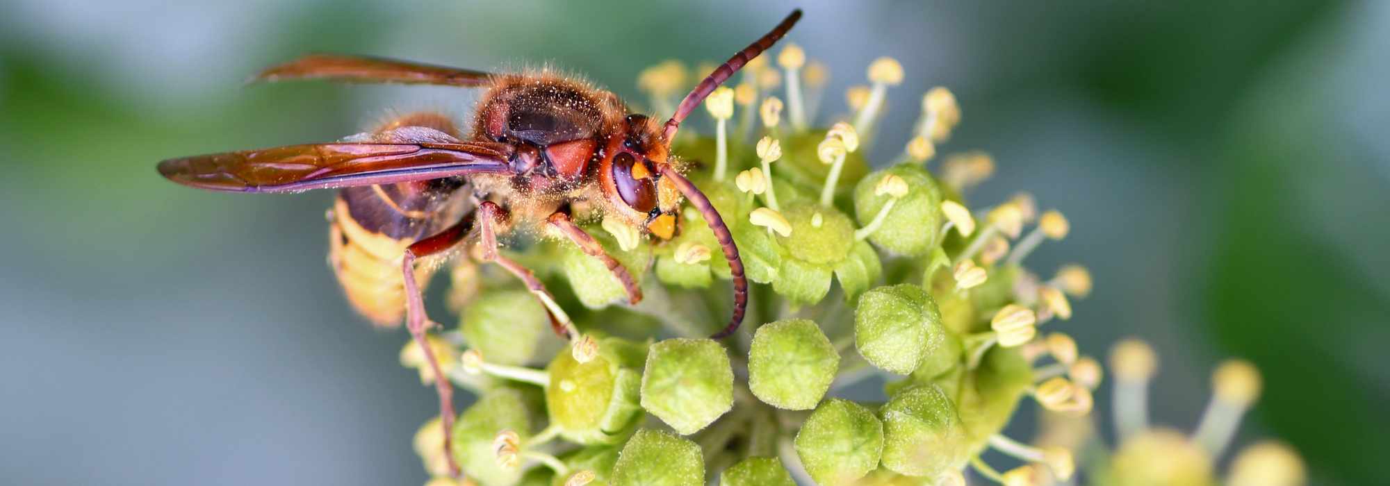 Hornissen: Diese Pflanzen und Früchte locken sie in den Garten
