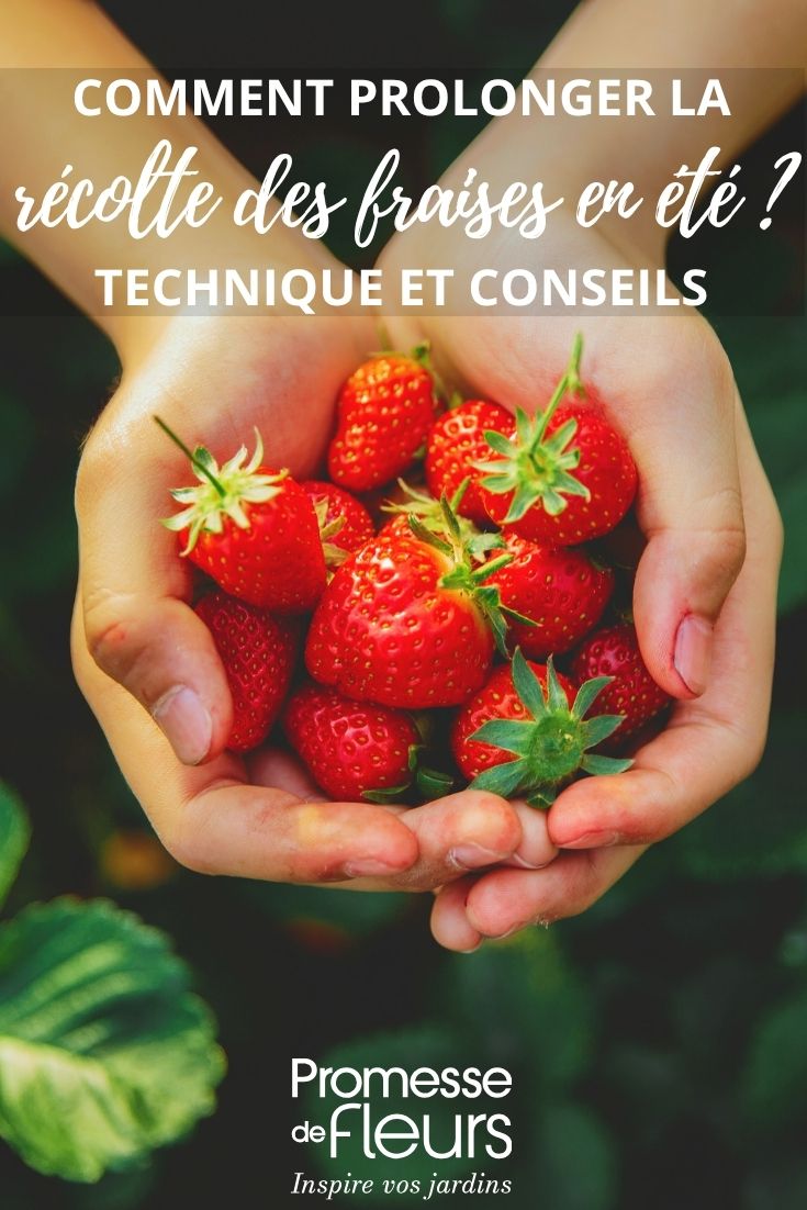 Schöne, im Garten geerntete Erdbeeren