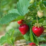 Erdbeerernte im Sommer verlängern?