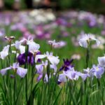 Iris: Sorten für jeden Boden und Garten!