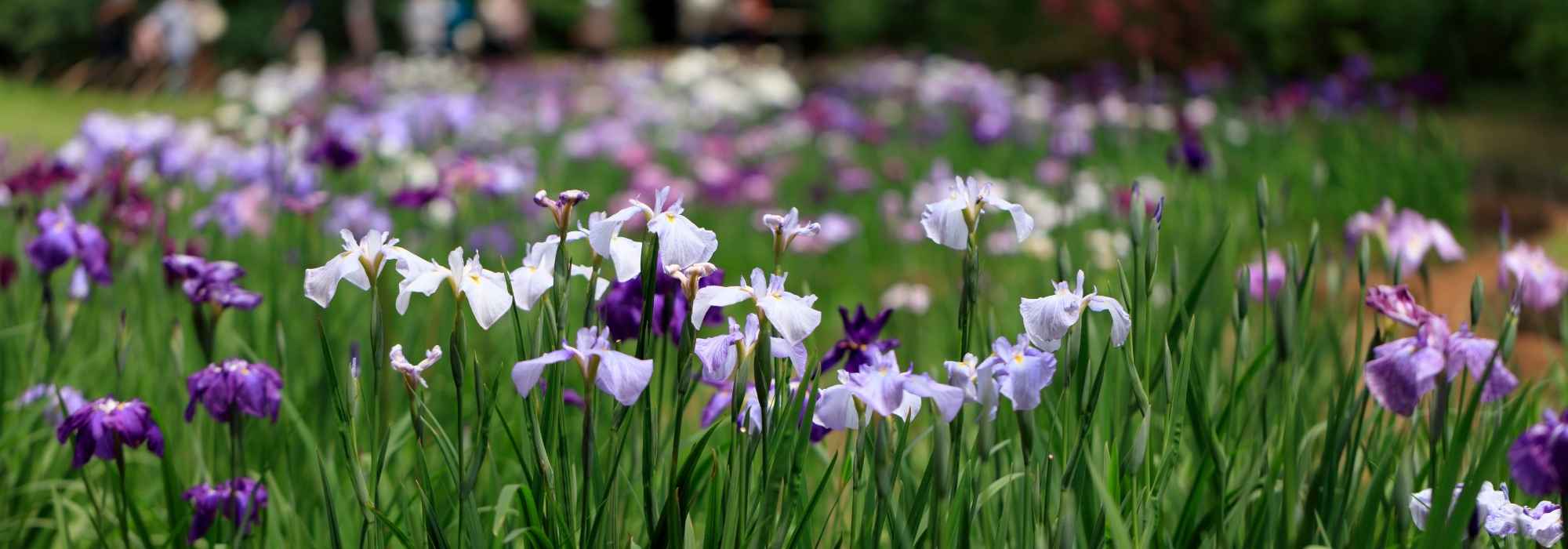 Iris: Sorten für jeden Boden und Garten!