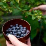 Heidelbeeren ernten und lagern?