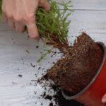 Völlig trockenen Wurzelballen wiederbefeuchten?