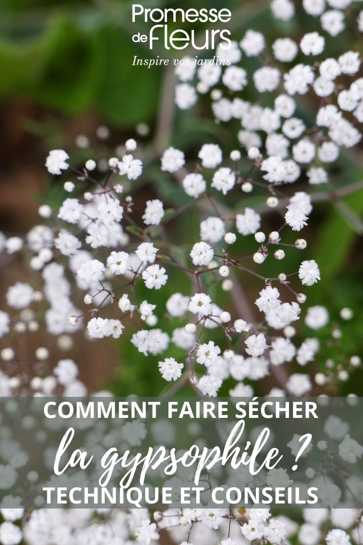 Blüten des Großblütigen Schleierkrauts