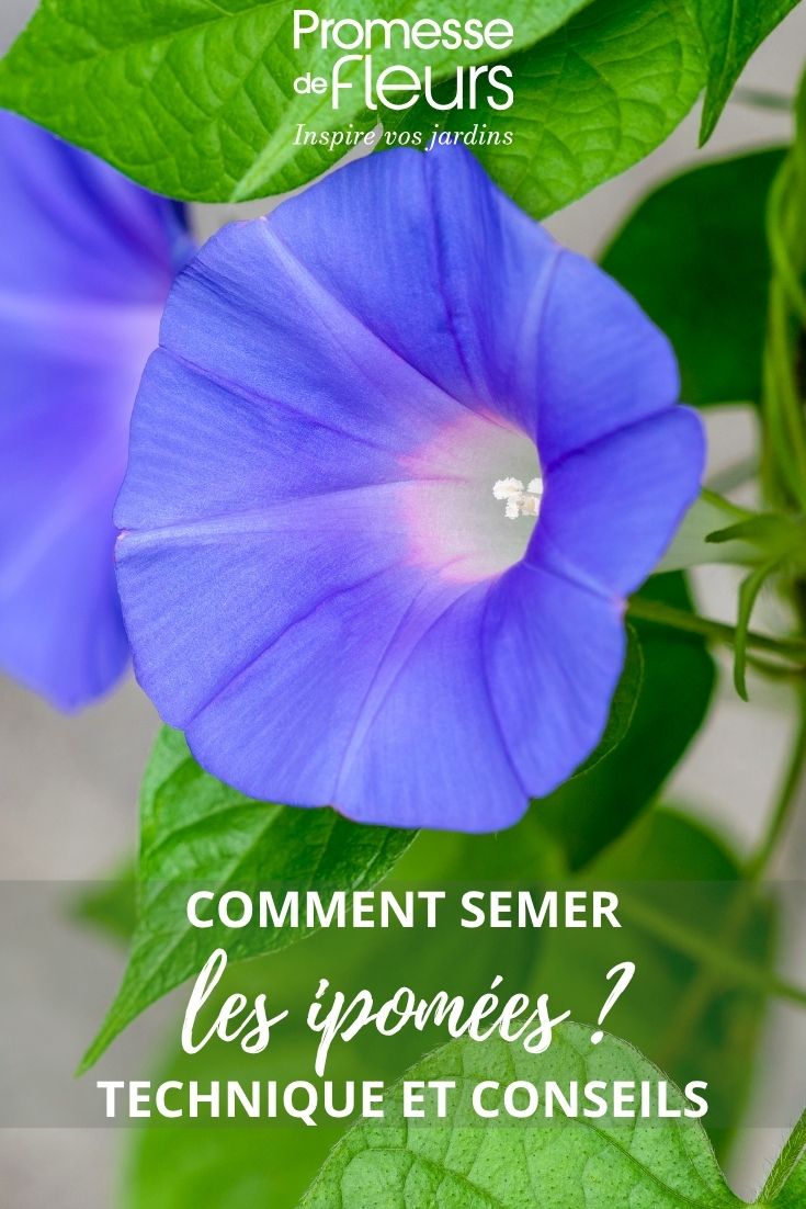 Blaue Prunkwindenblüte