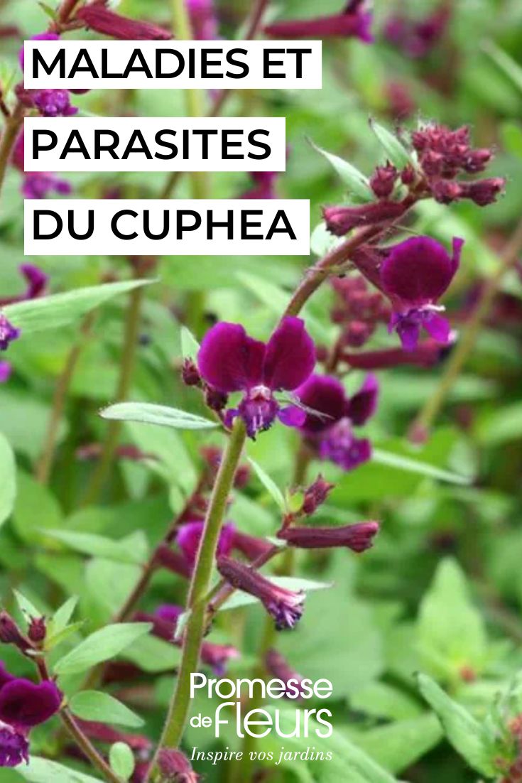 Köcherblümchen 'Purple Passion'