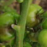 Warum reifen meine Tomaten nach großer Hitze nicht mehr?