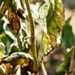 Bäume und Sträucher nach trockenem Sommer stärken