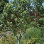 Eukalyptus pflanzen: Standort, Zeitpunkt und Vorgehen?