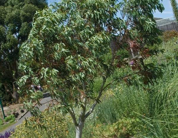 Eukalyptus pflanzen: Standort, Zeitpunkt und Vorgehen?