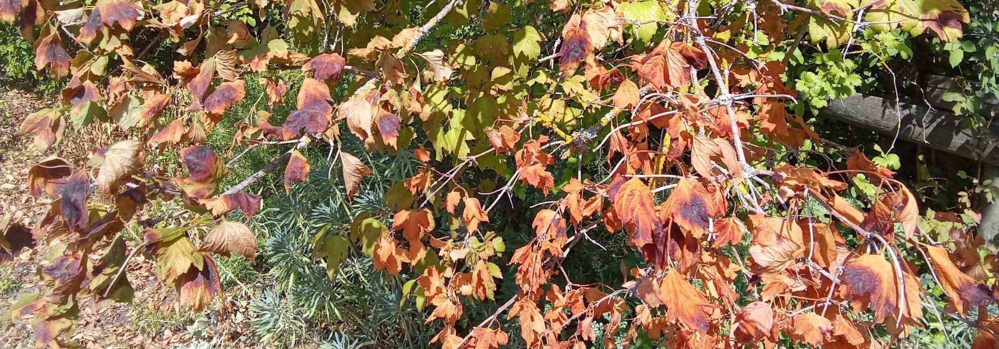 Hitzewelle: Sonnenverbrannte Zweige schneiden?