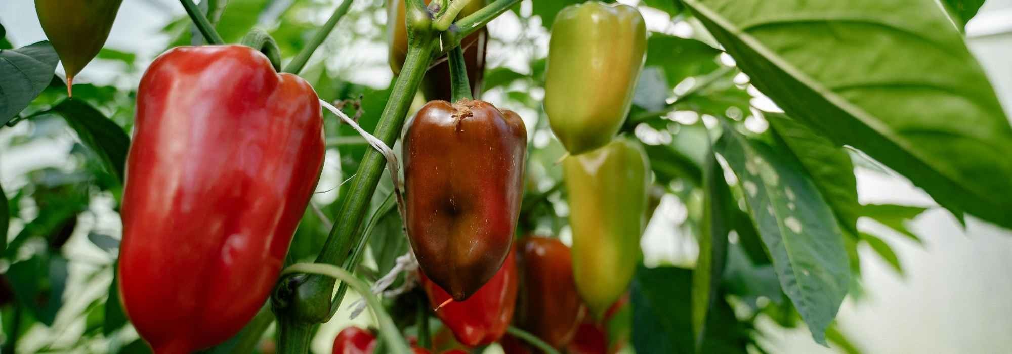 Warum tragen meine Paprika keine Früchte?