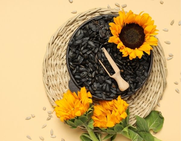 Sonnenblumen-Samen ernten und lagern?